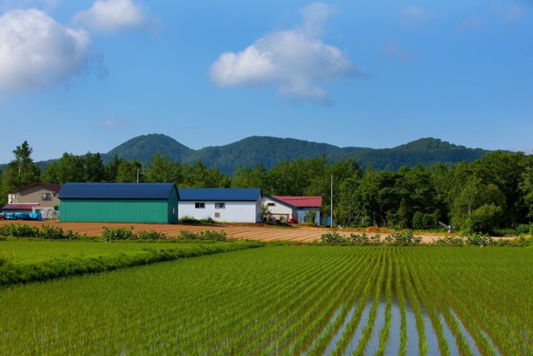 The ordered perfection of a Niseko rice paddy.