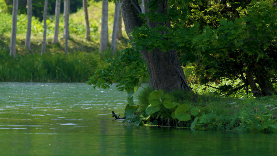 News 23 Summer 19 Water Clips 00 00 55 13 Still005